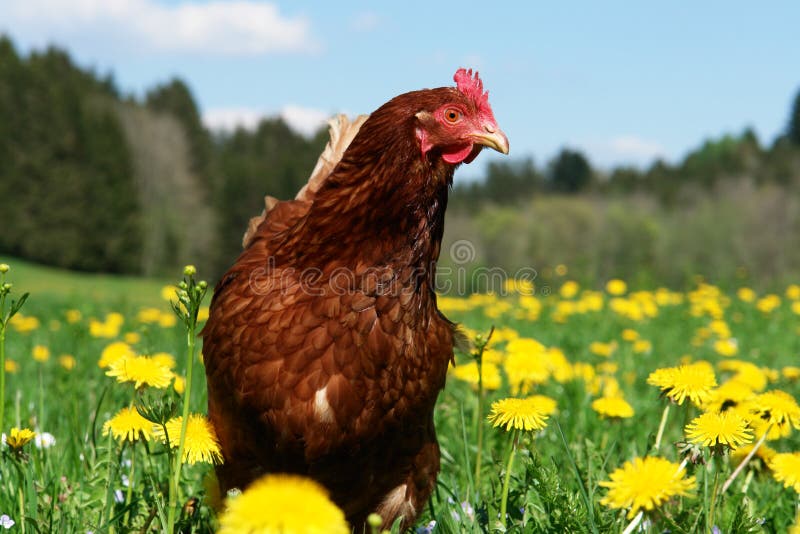 Hen outside in the meadow at springtime. Hen outside in the meadow at springtime