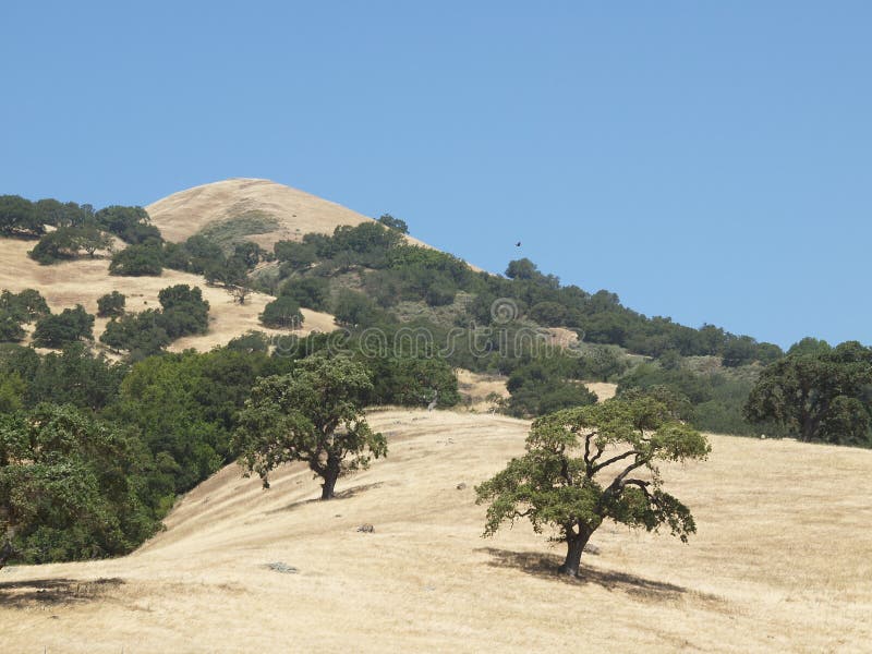 Henry Coe State Park