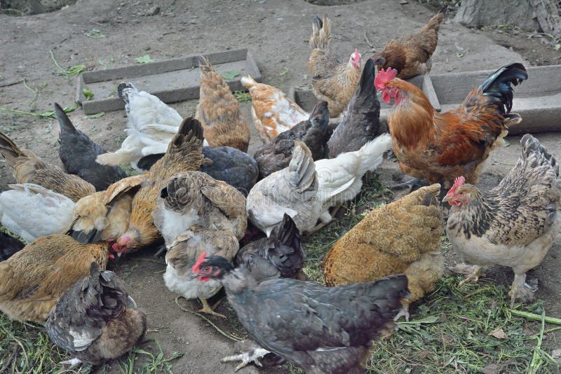 Eating hens near coop stock image. Image of farming, fowl 52744197