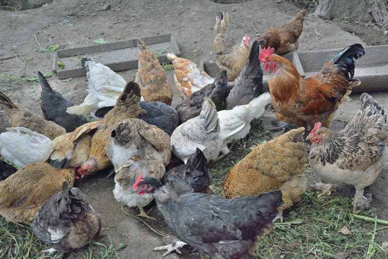 Eating hens near coop stock image. Image of farming, fowl - 52744197