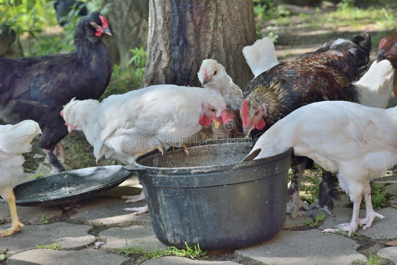Eating hens near coop stock image. Image of farming, fowl 52744197