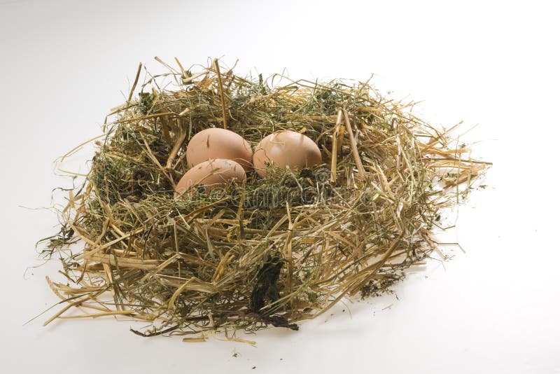 Hens Eggs on Poultry Deep Litter Stock Photo Image of nature, litter