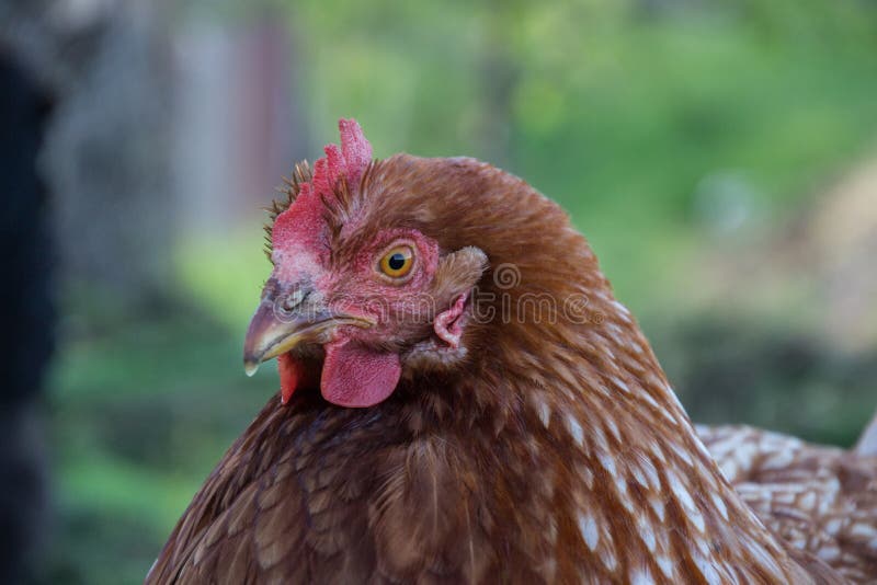 Hens feed on the traditional rural barnyard at sunny day. Detail of hen head. Chickens sitting in henhouse. Close up of chicken stock photography Hens feed on the traditional rural barnyard at sunny day. Detail of hen head. Chickens sitting in henhouse. Close up of chicken stock photography