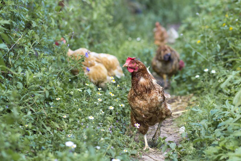 Hens feed on the traditional rural barnyard at sunny day. Detail royalty free stock photography Hens feed on the traditional rural barnyard at sunny day. Detail royalty free stock photography