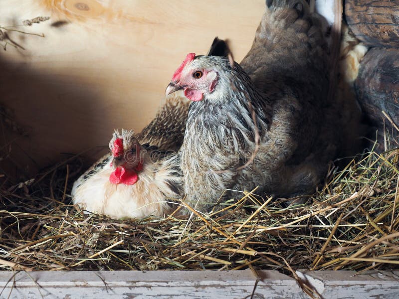 Hens is Hatching the Eggs in the Coop Stock Photo Image of straw
