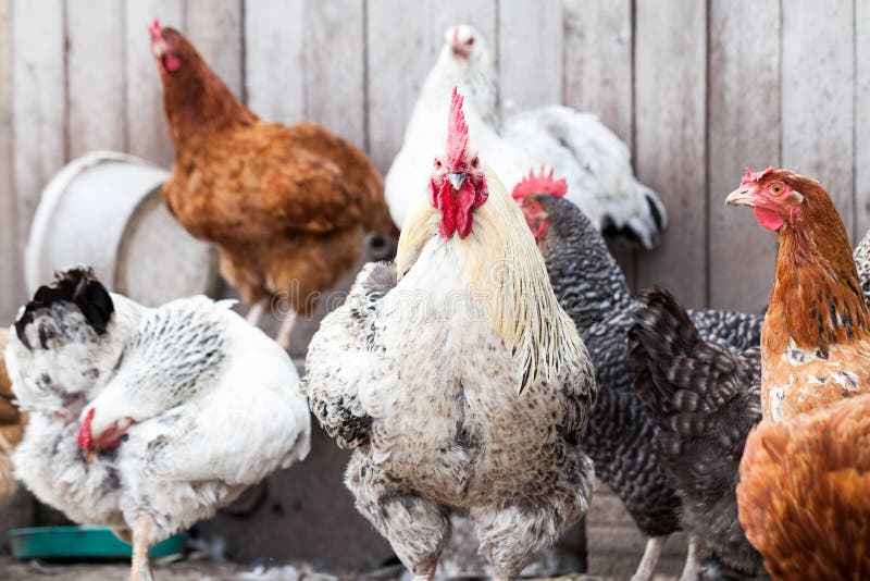 Hens and rooster stock photo. Image of brown, agriculture 9908146