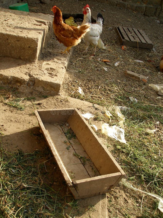 poultry feeders