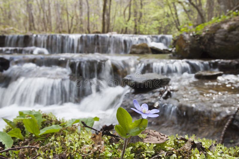 Anemone hepatica with waterfall in the background. Anemone hepatica with waterfall in the background