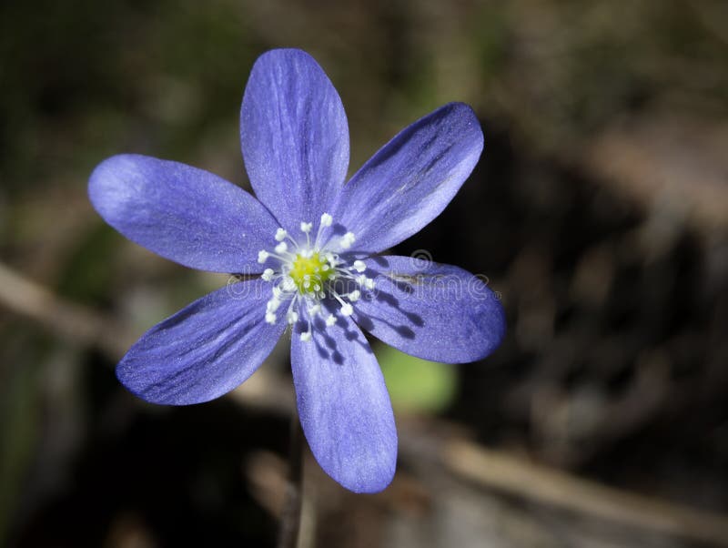 Hepatica azul imagenes de archivo