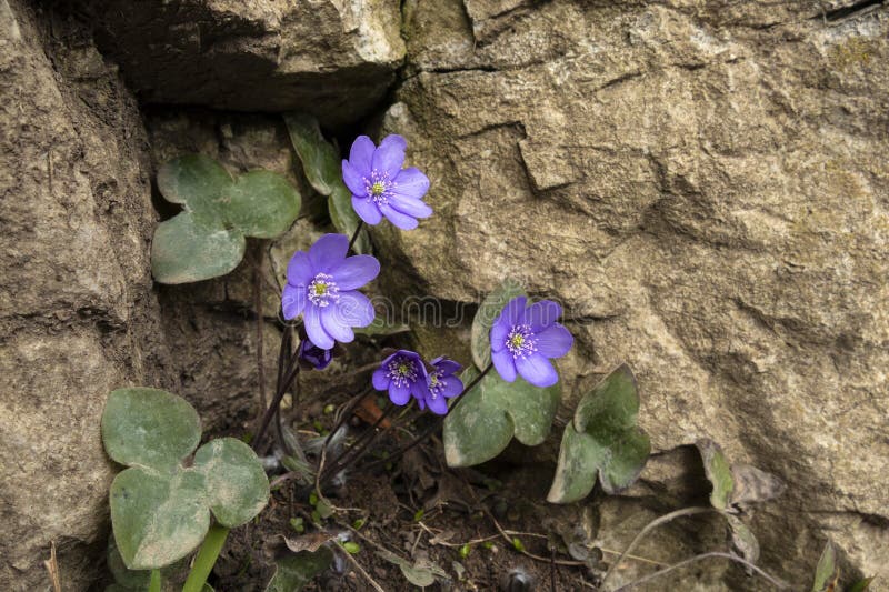 Hepatica azul en el bosque imagen de archivo