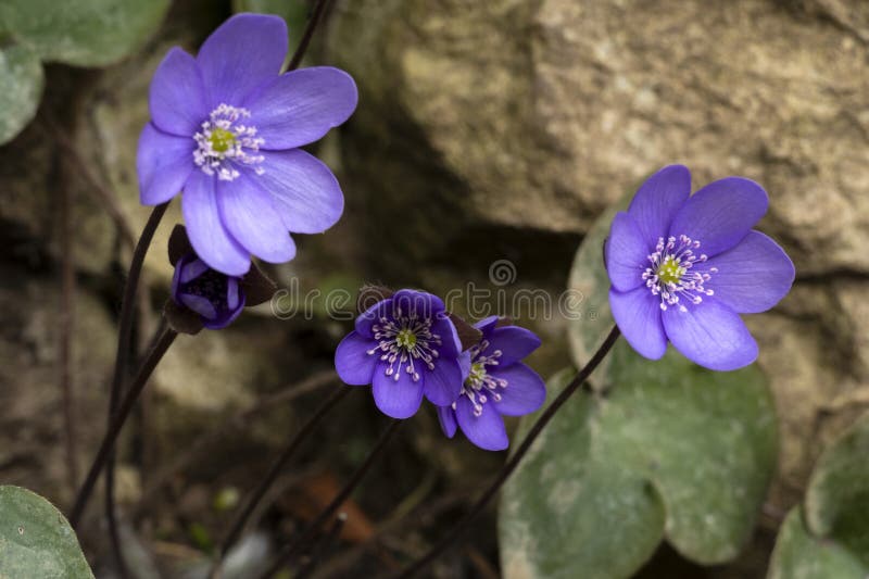 Hepatica azul en el bosque imagen de archivo libre de regalías