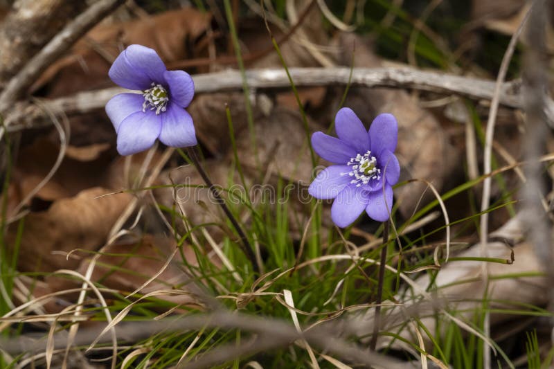 Hepatica azul en el bosque foto de archivo libre de regalías
