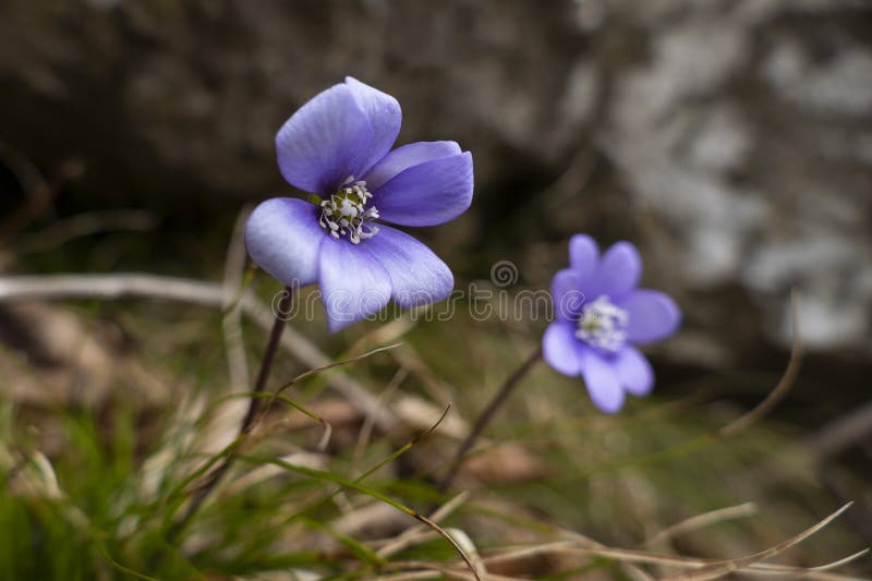 Hepatica azul en el bosque imagen de archivo libre de regalías