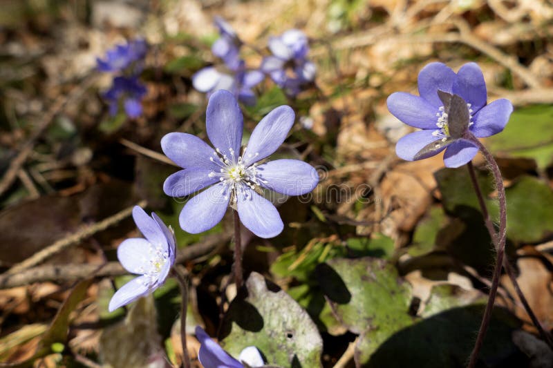 Hepatica azul en el bosque fotografía de archivo