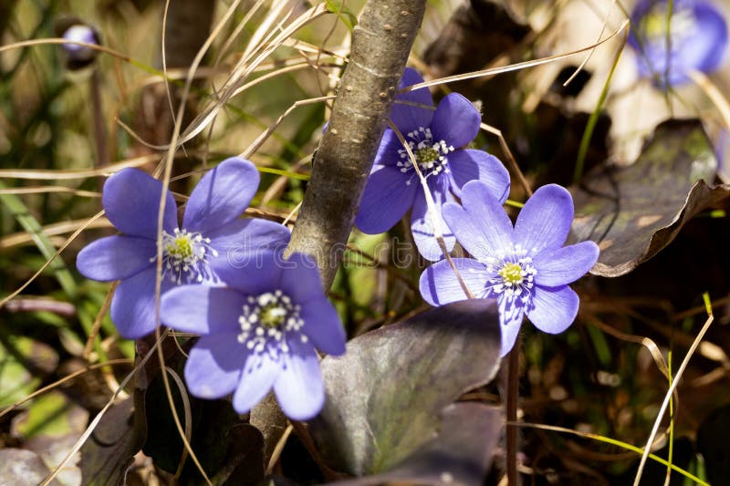Hepatica azul en el bosque foto de archivo libre de regalías