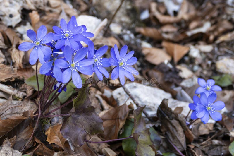 Hepatica azul en el bosque fotos de archivo