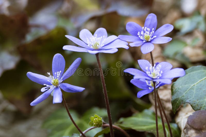 Hepatica azul en el bosque imagen de archivo libre de regalías
