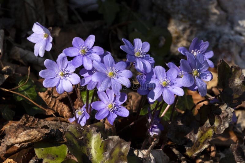 Hepatica azul en el bosque fotografía de archivo libre de regalías