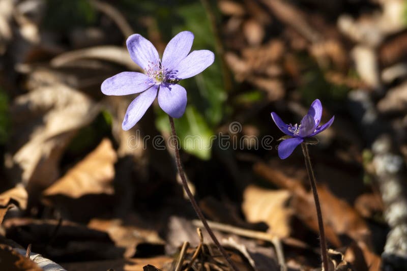 Hepatica azul en el bosque fotografía de archivo