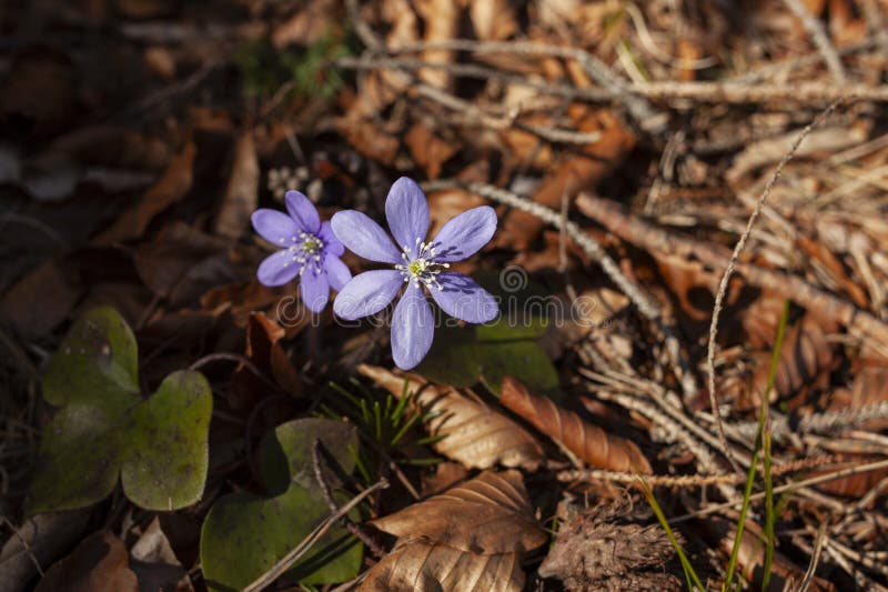 Hepatica azul en el bosque fotografía de archivo libre de regalías