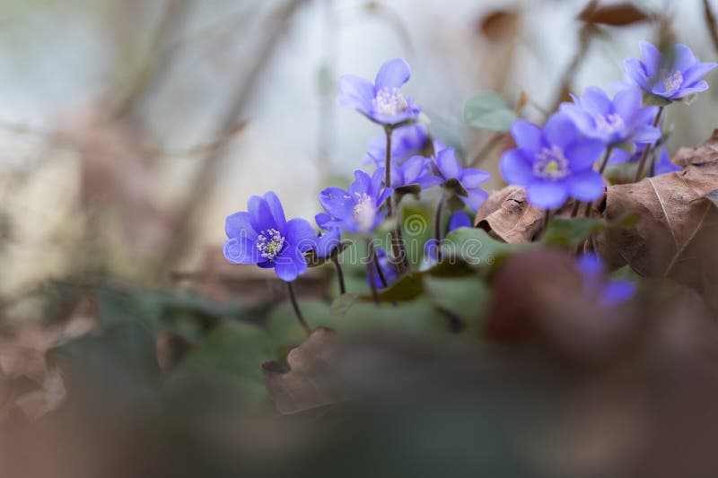 Deciduous Stomata Stock Photos Free & RoyaltyFree Stock Photos from