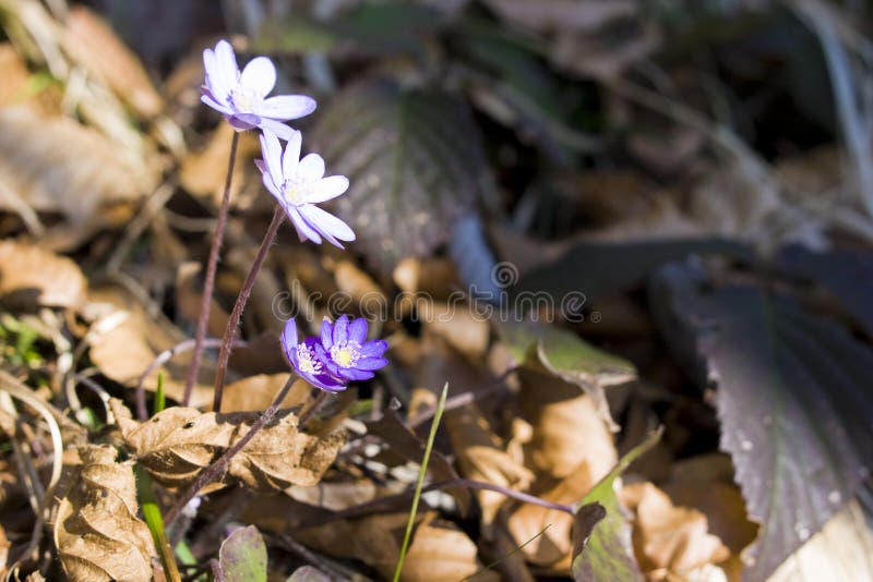 Hepatica van de anemoon - Wilde bloem royalty-vrije stock foto Hepatica van de anemoon - Wilde bloem royalty-vrije stock foto
