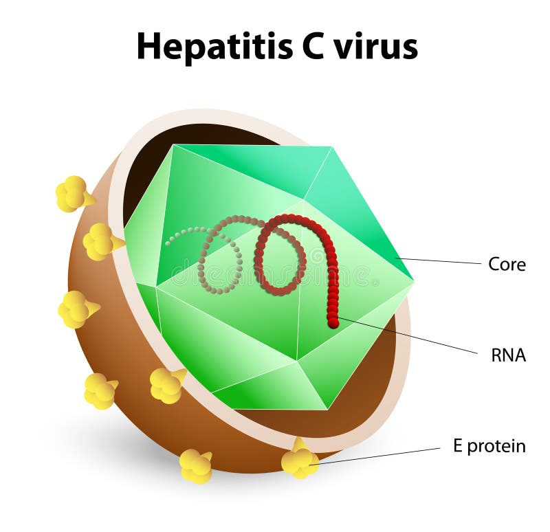 Hepatitis C virus