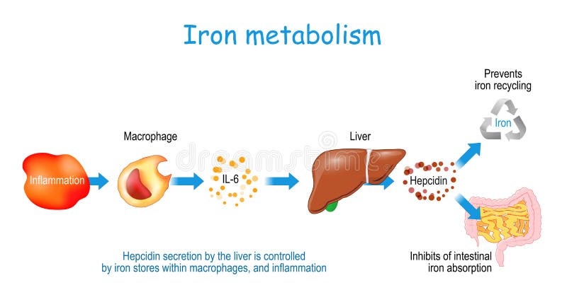 Si apoyo Previsión Hepcidina Y Metabolismo De Hierro Humano Ilustración del Vector -  Ilustración de diagrama, normal: 192351406