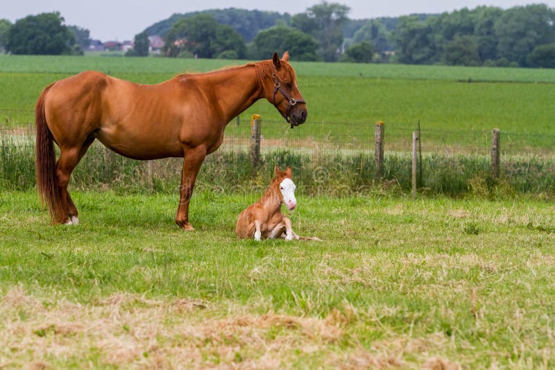 Her horse and baby