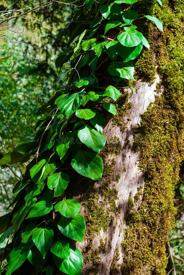 Hera na tronco de árvore musgosa foto de stock
