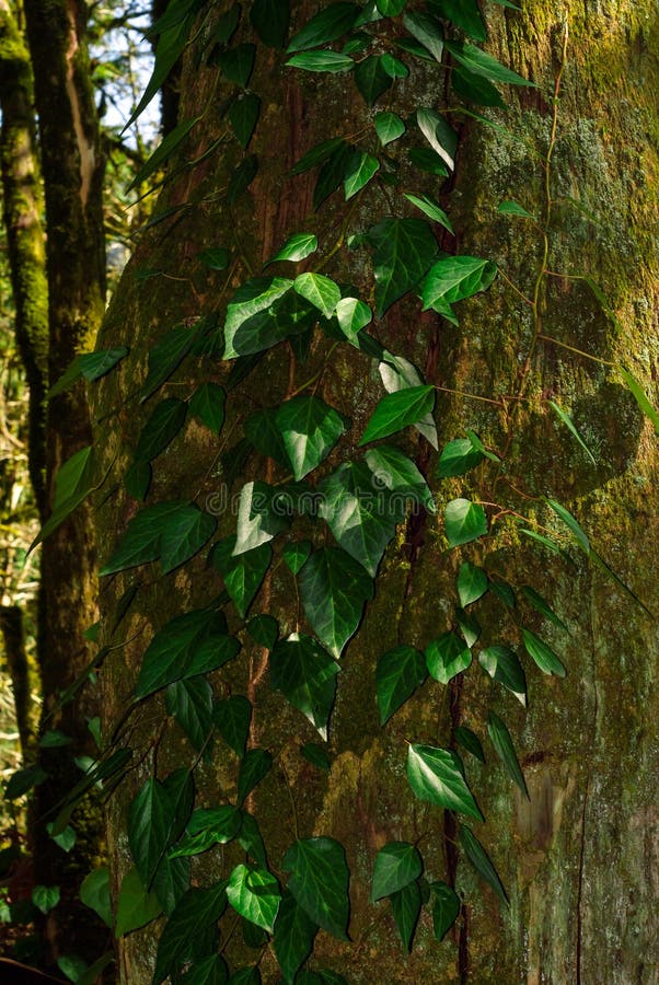 Hera no tronco de árvore musgoso foto de stock