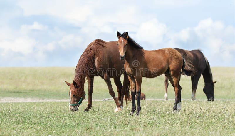 Cavalo, Saltar, Equestre png transparente grátis