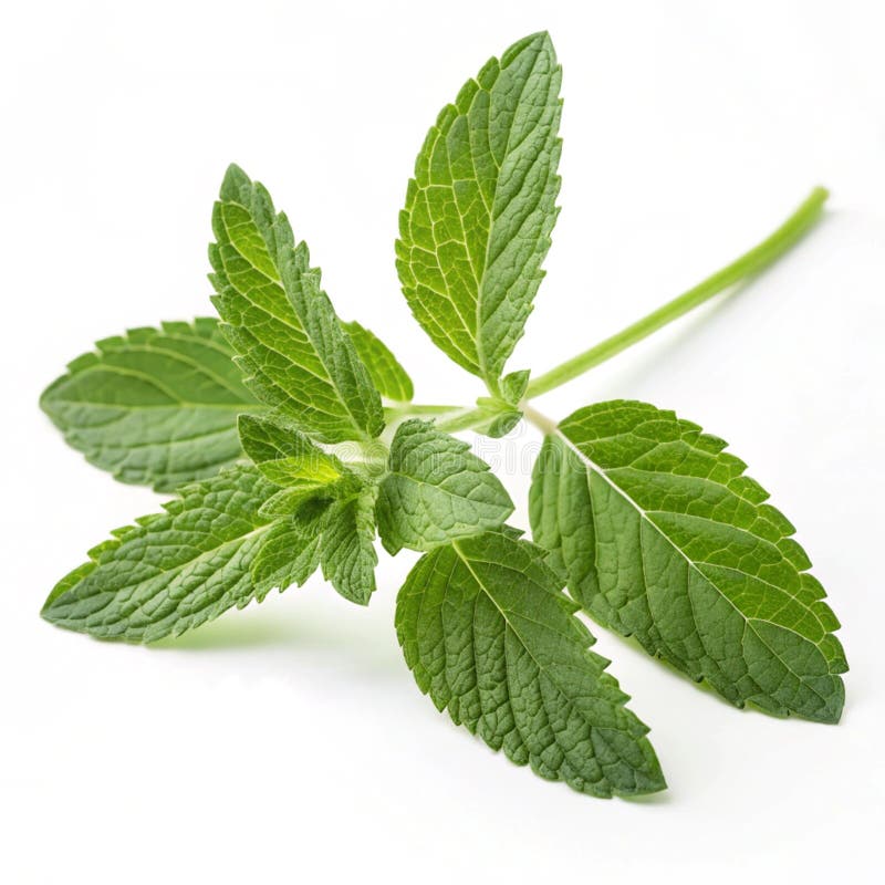 Herb aislado en un fondo transparente
