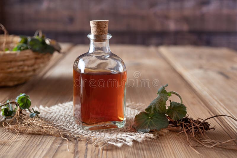Herb Bennet tinktur med den nya unga Geumurbanumväxten royaltyfri fotografi
