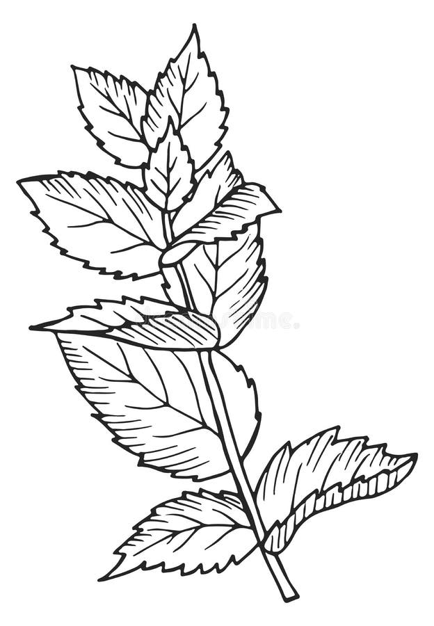 Herb Botanical Drawing. Growing Mint Stock Illustration Illustration