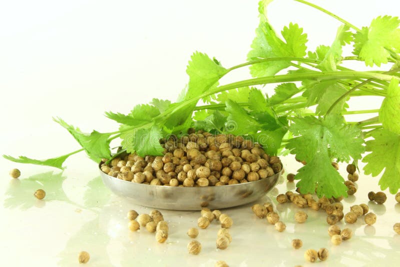 Herb coriander with seeds stock image. Image of healing 35340417