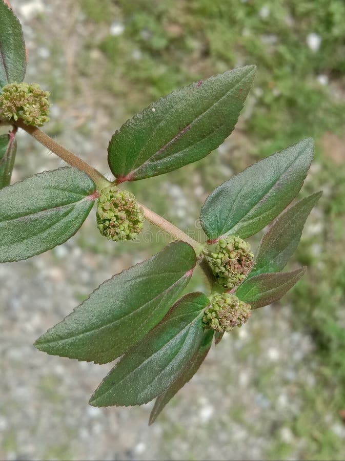 herb Euphorbia thymifolia Linn or Euphorbia hirta or chhoti dudhi leaves and flower.