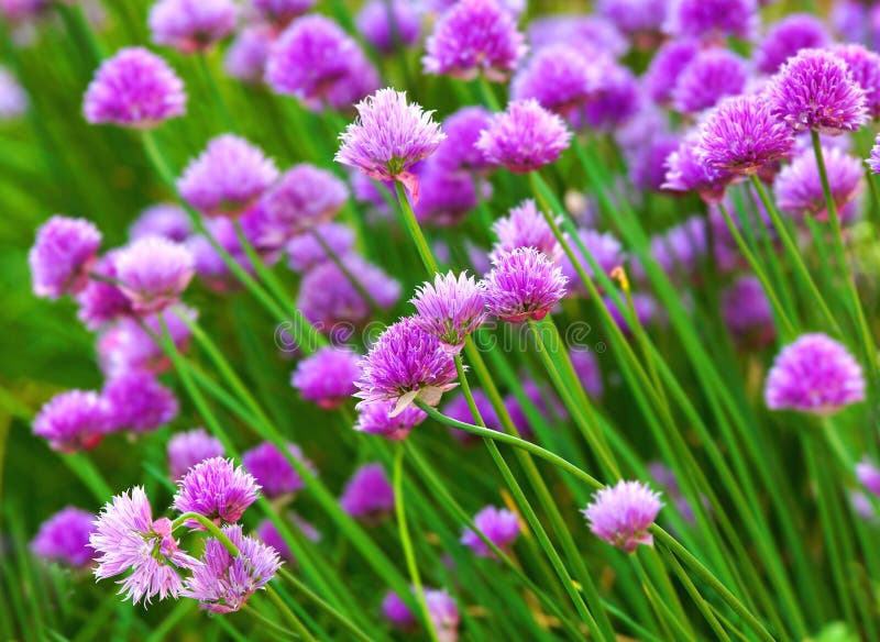 Herb flowers