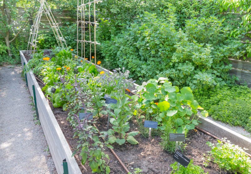 Flowers and Herbs in raised beds. Flowers and Herbs in raised beds