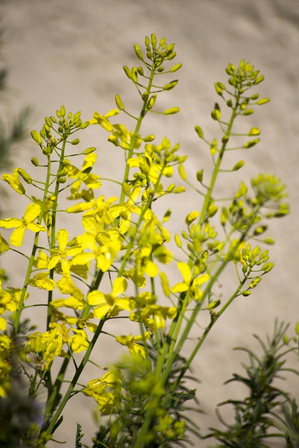 Herb Garden with Mustard Plants Stock Image Image of ireland, oilseed 118779529