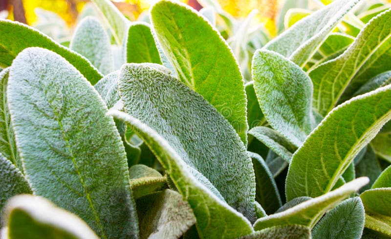 Herb Lambs ear royalty free stock photo Herb Lambs ear royalty free stock photo