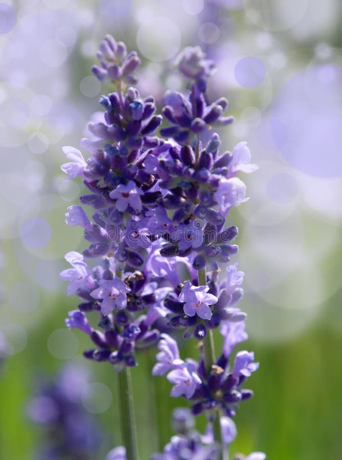 The Herb Lavender Growing in a Rock Garden Stock Image Image of