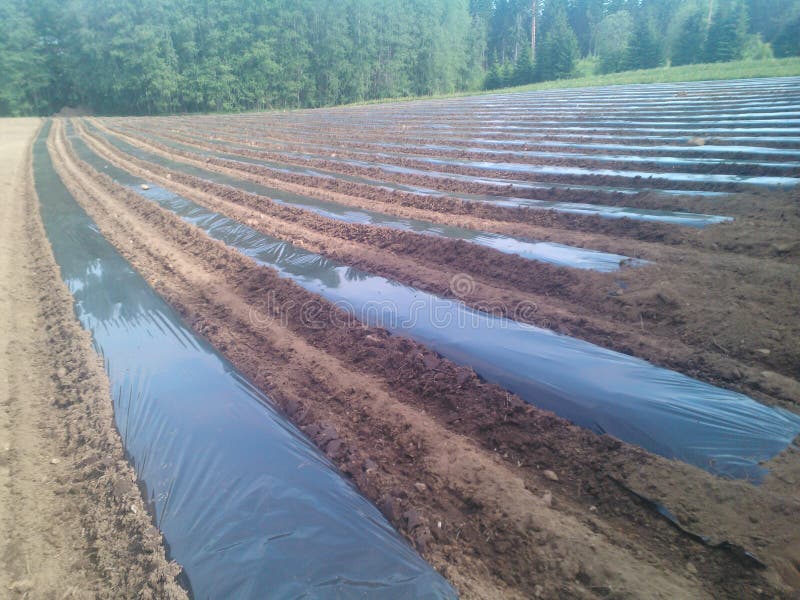 Herb lines stock image. Image of food, farm, ingredients 44626093