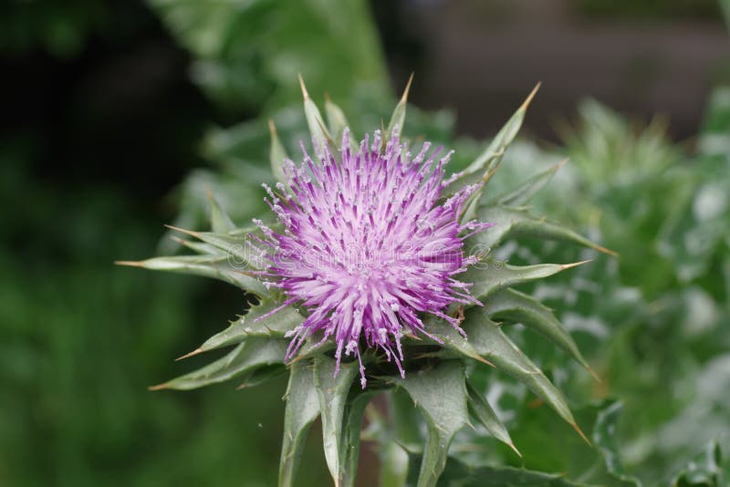 Herb Milk Thistle Silybum Marianum Stock Image Image of bright, corn