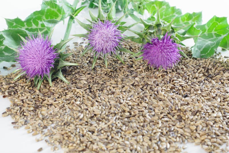 Herb Milk Thistle Silybum Marianum Stock Photo Image of barb, cure