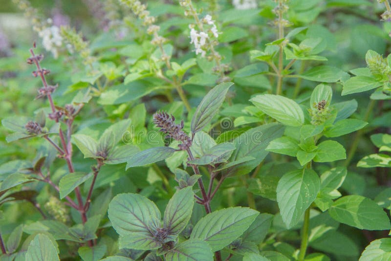 Herb Mint stock photo. Image of aromatic, close, wild 96868782