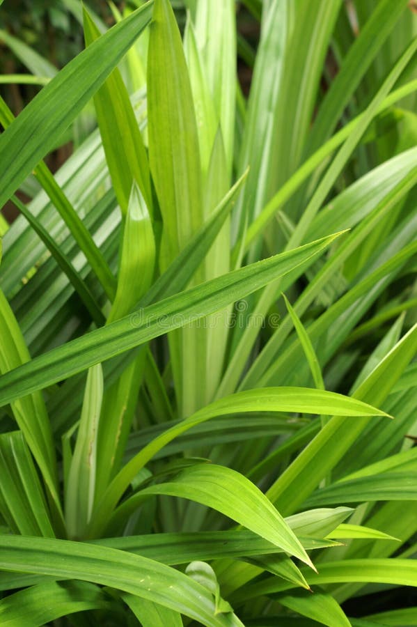 herb Pandan Pandanus odorus Ridl