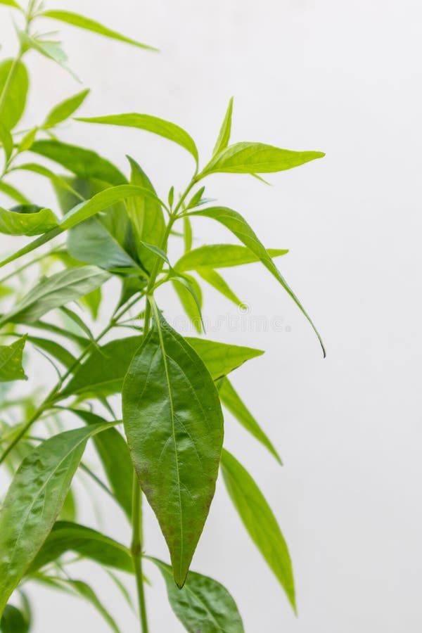 Herb Plant, Andrographis Paniculata Plant Organic Farm Stock Photo