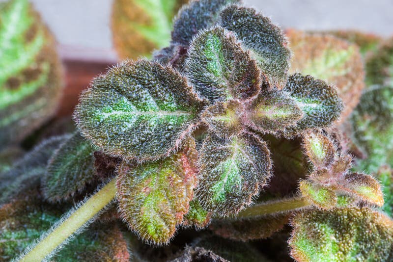 Herb Plant Can Cure Some Diseases from Nature. Stock Image Image of