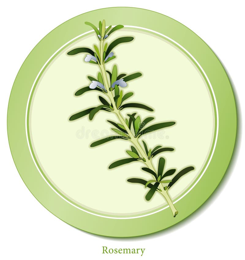 Rosemary, a most fragrant, perennial herb with delicate blue flowers from the Mediterranean region. Dark green, narrow leaves used cooking, medicine and in perfumes. See other herbs and spices in this series. Rosemary, a most fragrant, perennial herb with delicate blue flowers from the Mediterranean region. Dark green, narrow leaves used cooking, medicine and in perfumes. See other herbs and spices in this series.